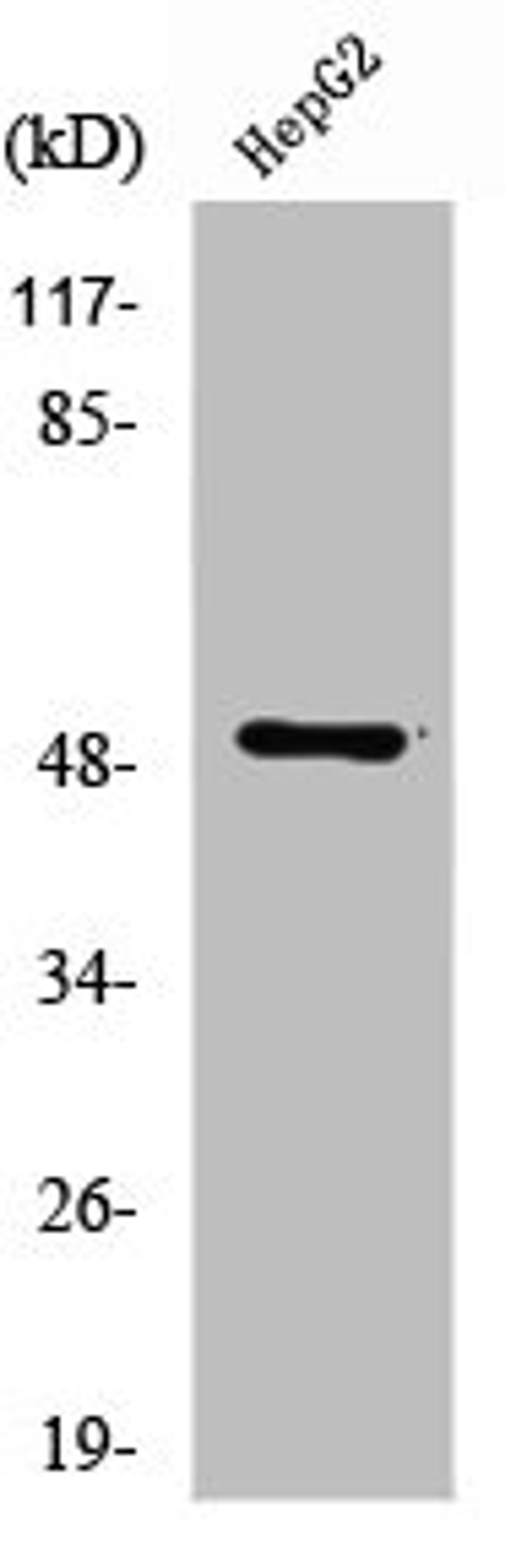 Western Blot analysis of HepG2 cells using Tubulin α Polyclonal Antibody