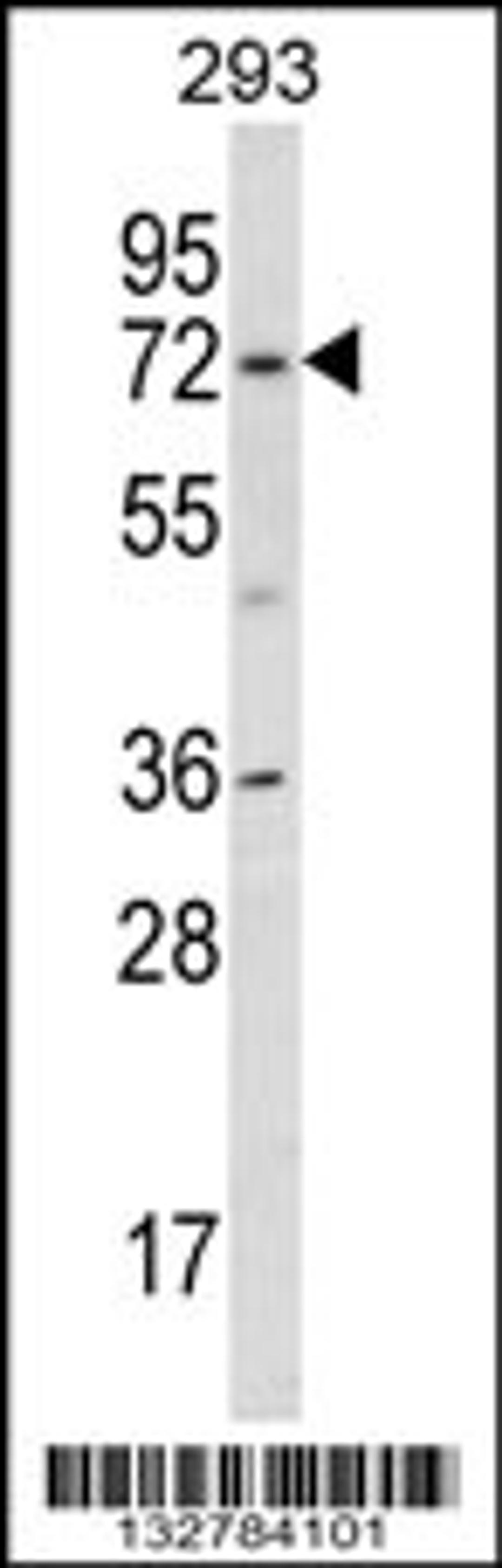 Western blot analysis in 293 cell line lysates (35ug/lane).