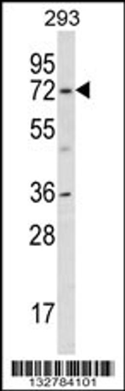 Western blot analysis in 293 cell line lysates (35ug/lane).