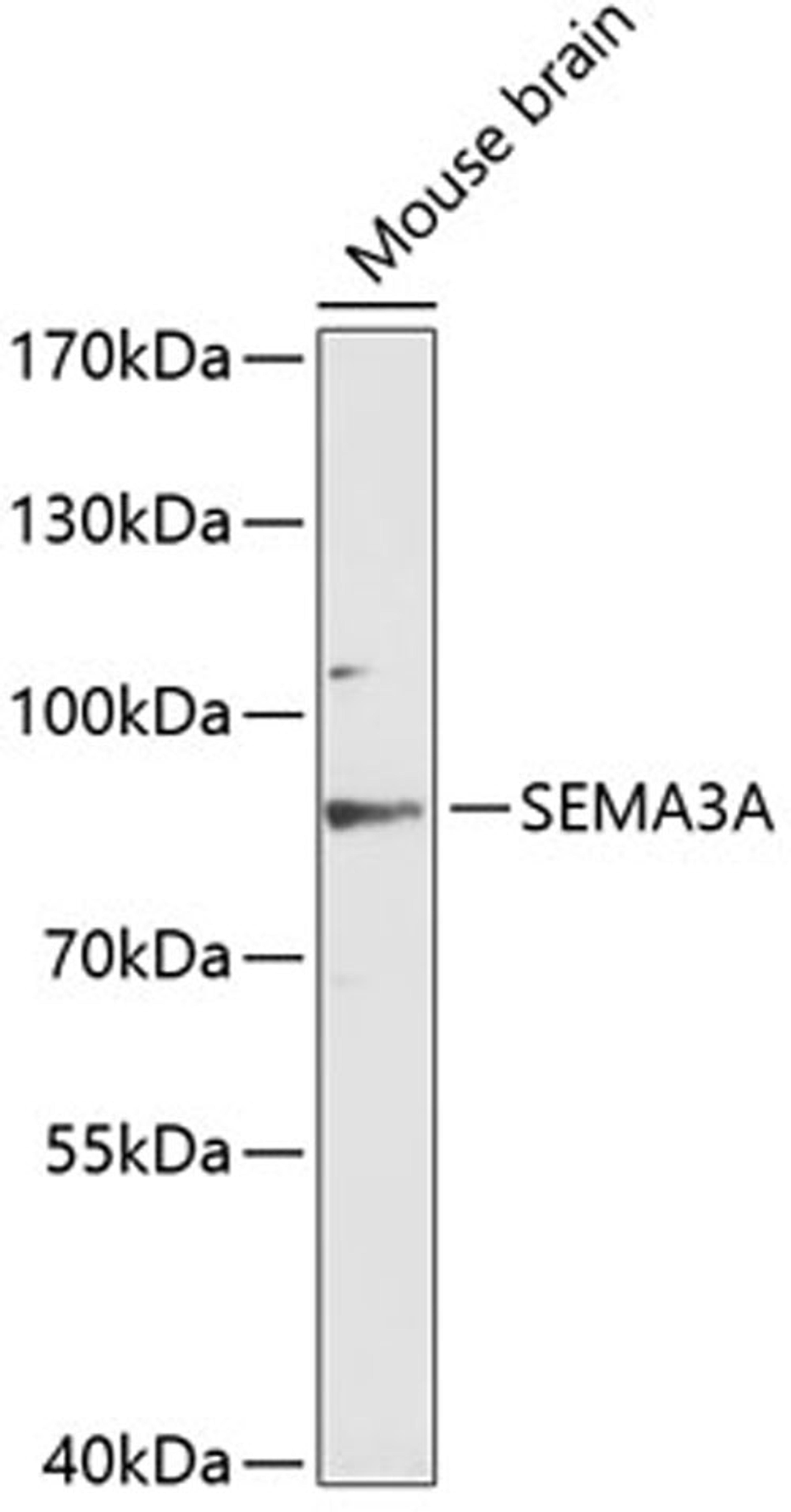 Western blot - SEMA3A antibody (A12967)