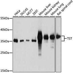 Western blot - TST antibody (A10542)