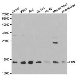 Western blot analysis of extracts of various cell lines using FXN antibody