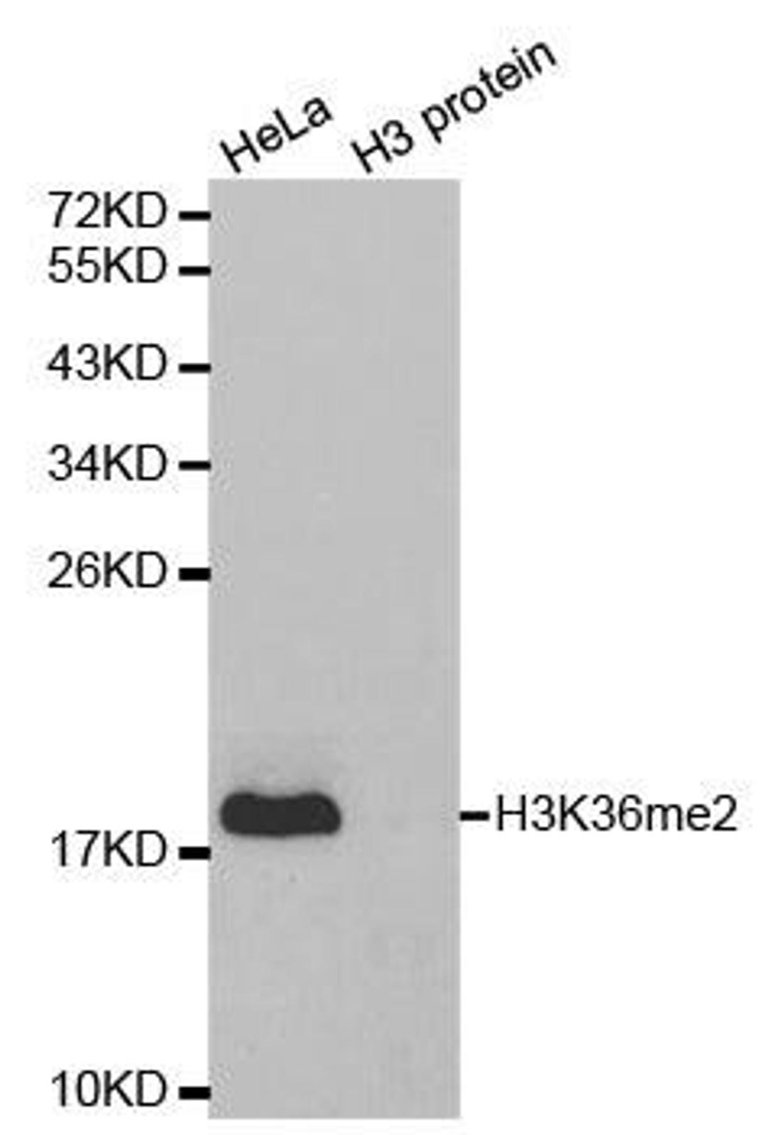 Western blot analysis of extracts of HeLa cell line and H3 protein expressed in E.coli using HIST3H3 antibody