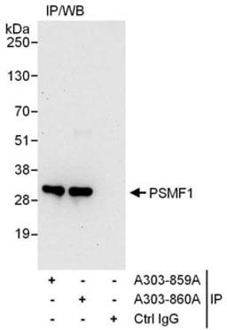 Detection of human PSMF1 by western blot of immunoprecipitates.