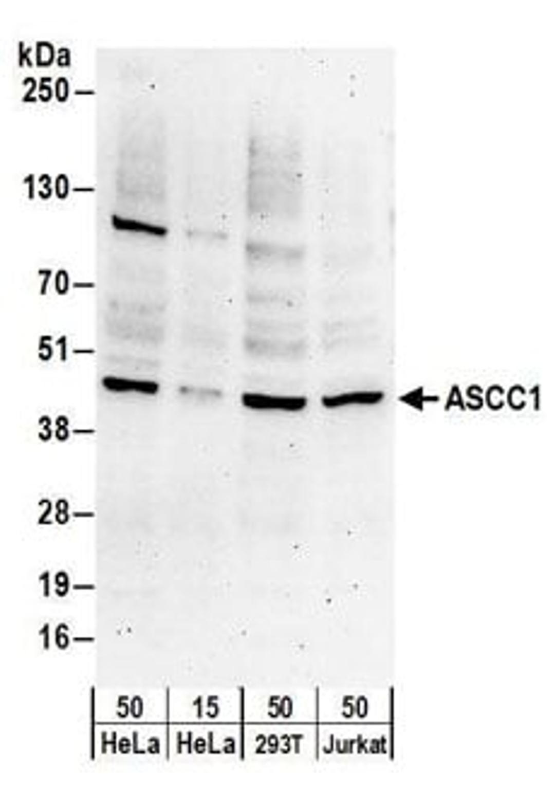 Detection of human ASCC1 by western blot.