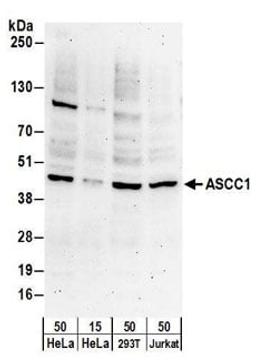 Detection of human ASCC1 by western blot.