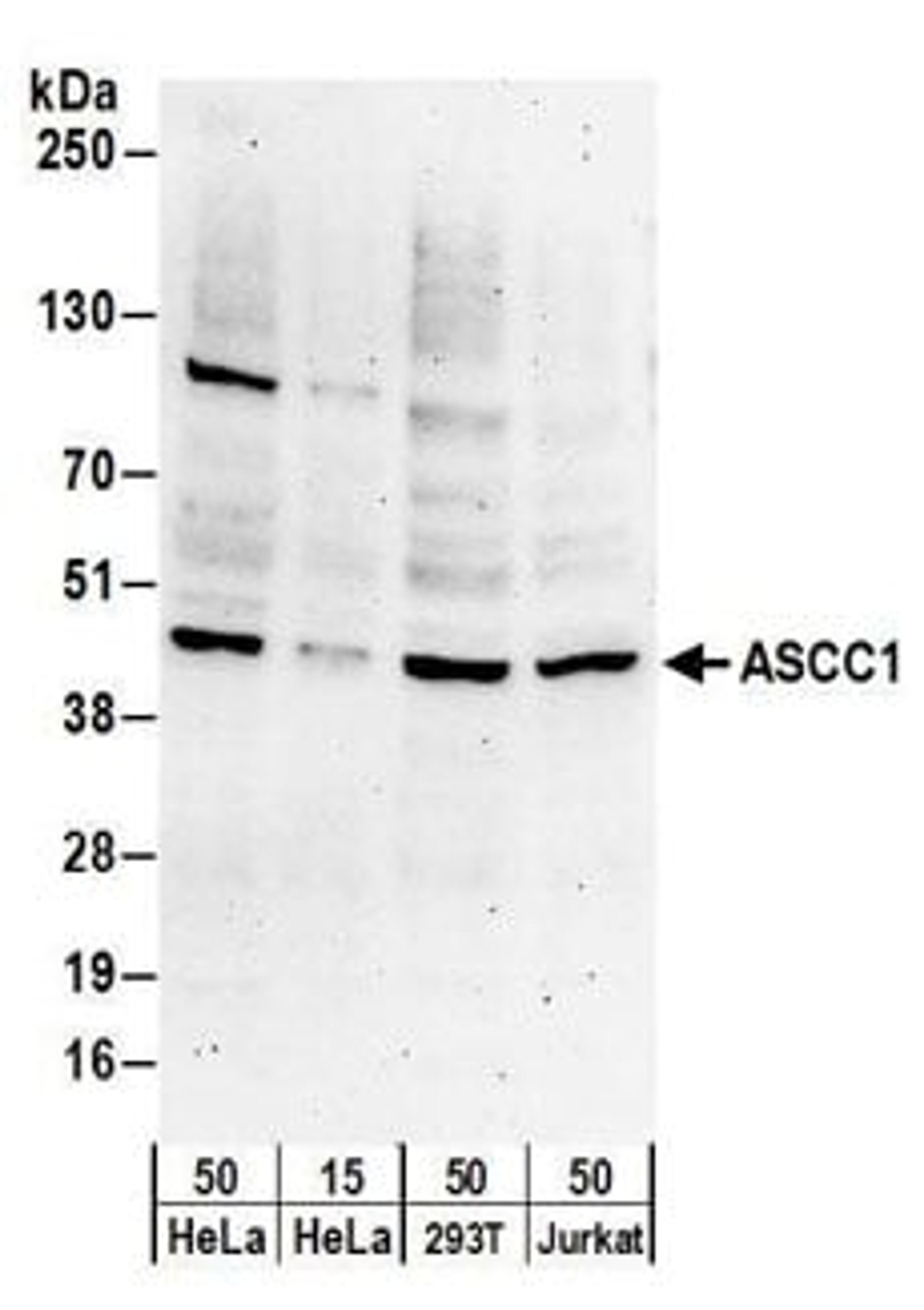 Detection of human ASCC1 by western blot.