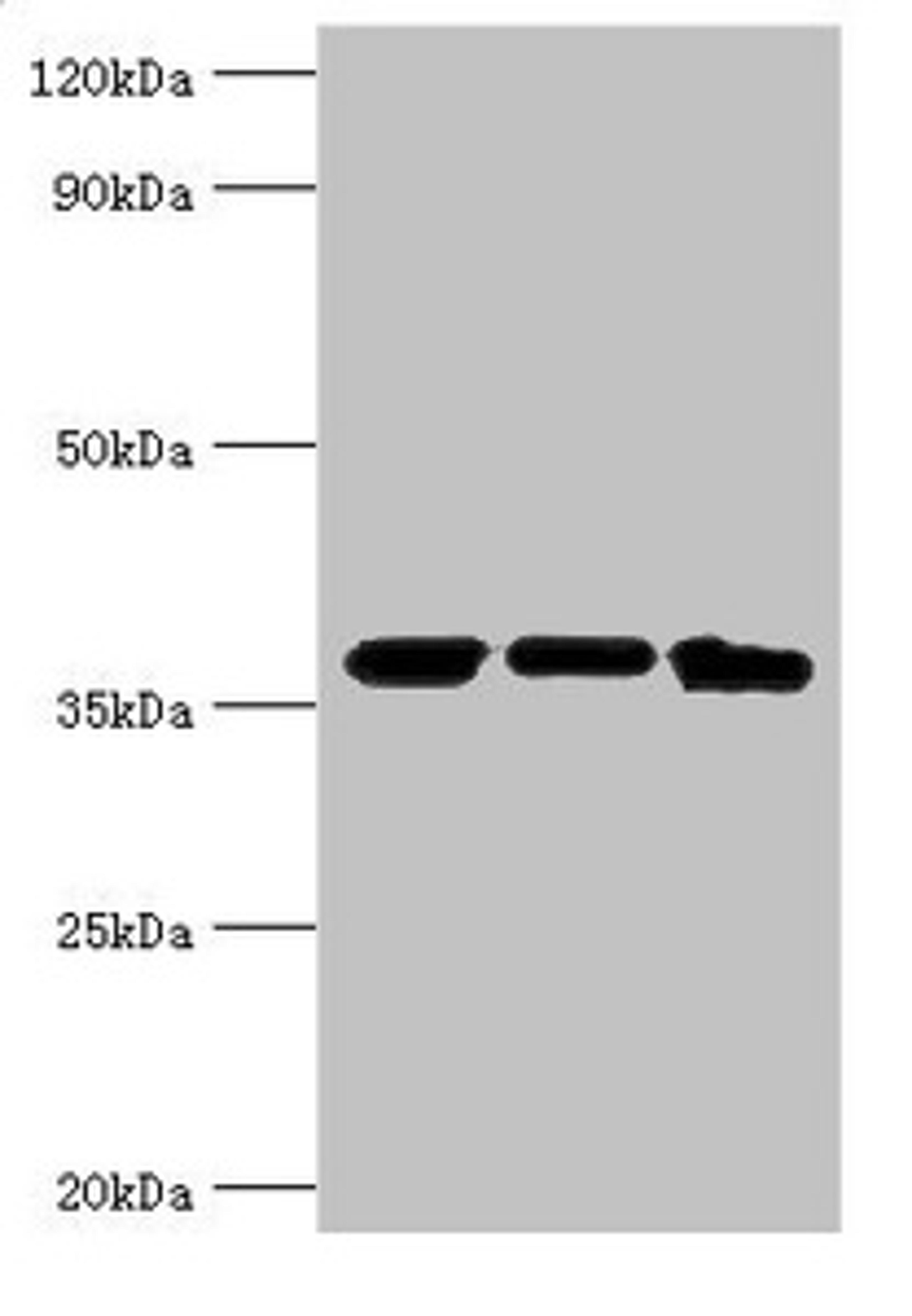 Western blot. All lanes: MDH2 antibody at 4µg/ml. Lane 1: Mouse lung tissue. Lane 2: 293T whole cell lysate. Lane 3: K562 whole cell lysate. Secondary. Goat polyclonal to rabbit IgG at 1/10000 dilution. Predicted band size: 36, 31 kDa. Observed band size: 36 kDa