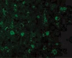 Immunofluorescence: Rheb Antibody [NBP1-77214] - Immunofluorescence of Rheb in Mouse Brain cells with Rheb antibody at 20 ug/mL.