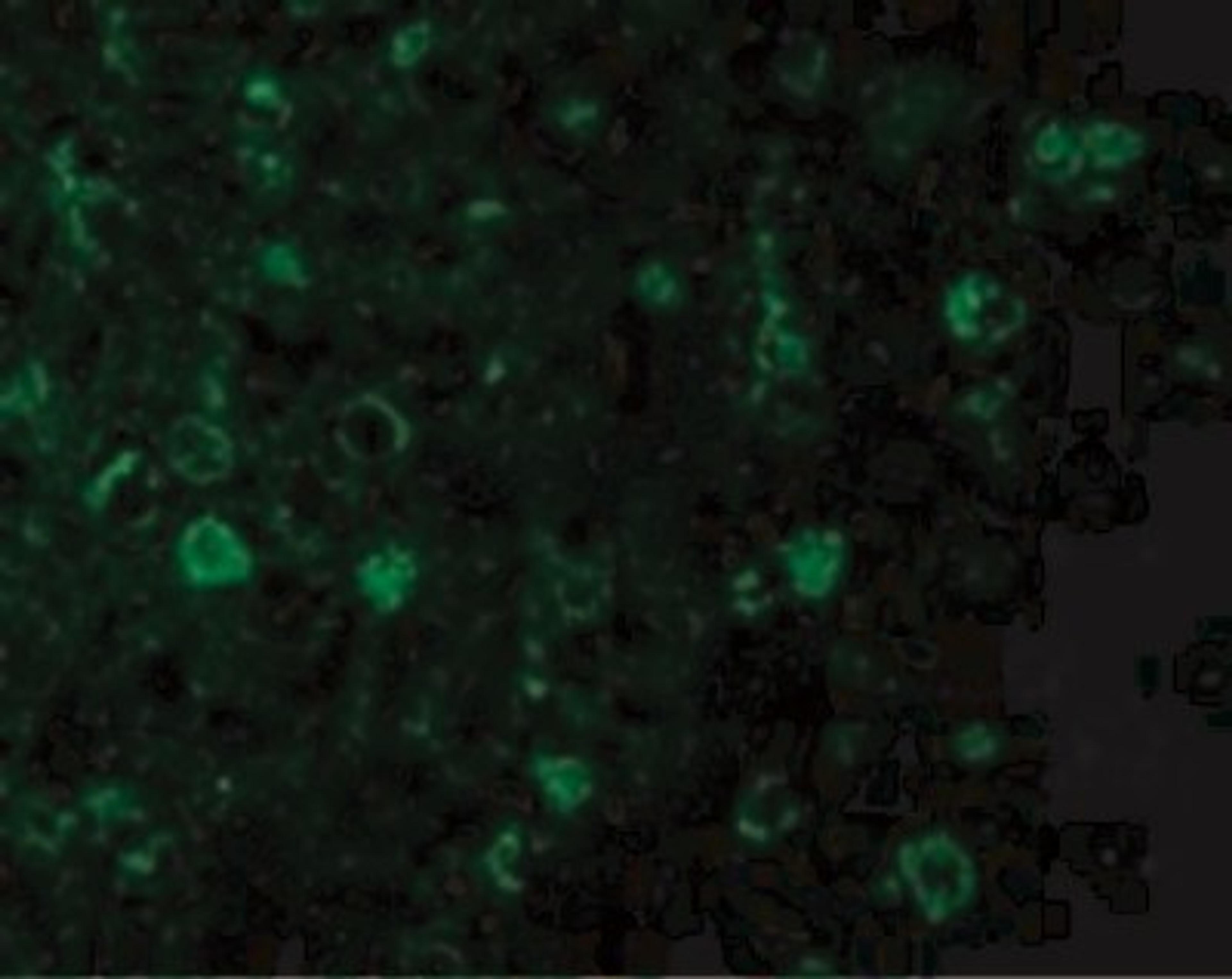 Immunofluorescence: Rheb Antibody [NBP1-77214] - Immunofluorescence of Rheb in Mouse Brain cells with Rheb antibody at 20 ug/mL.