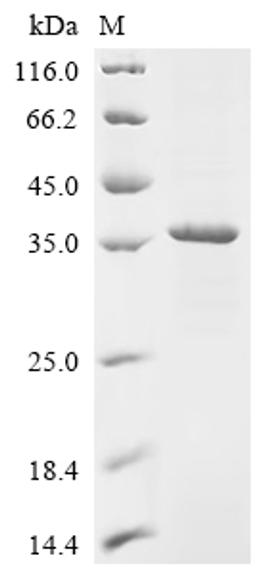 (Tris-Glycine gel) Discontinuous SDS-PAGE (reduced) with 5% enrichment gel and 15% separation gel.