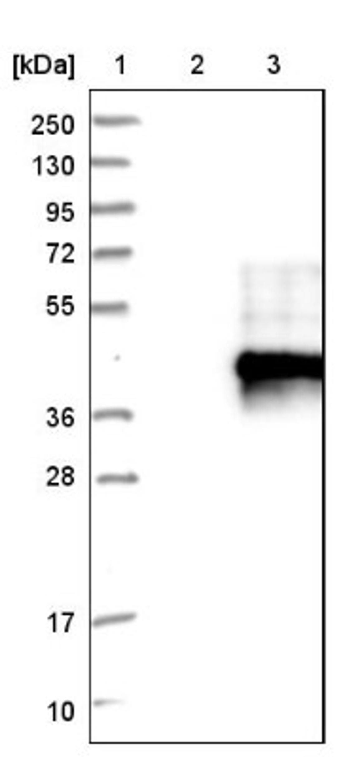 Western Blot: TMEM149 Antibody [NBP1-93943] - Lane 1: Marker [kDa] 250, 130, 95, 72, 55, 36, 28, 17, 10<br/>Lane 2: Negative control (vector only transfected HEK293T lysate)<br/>Lane 3: Over-expression lysate (Co-expressed with a C-terminal myc-DDK tag (~3.1 kDa) in mammalian HEK293T cells, LY411176)