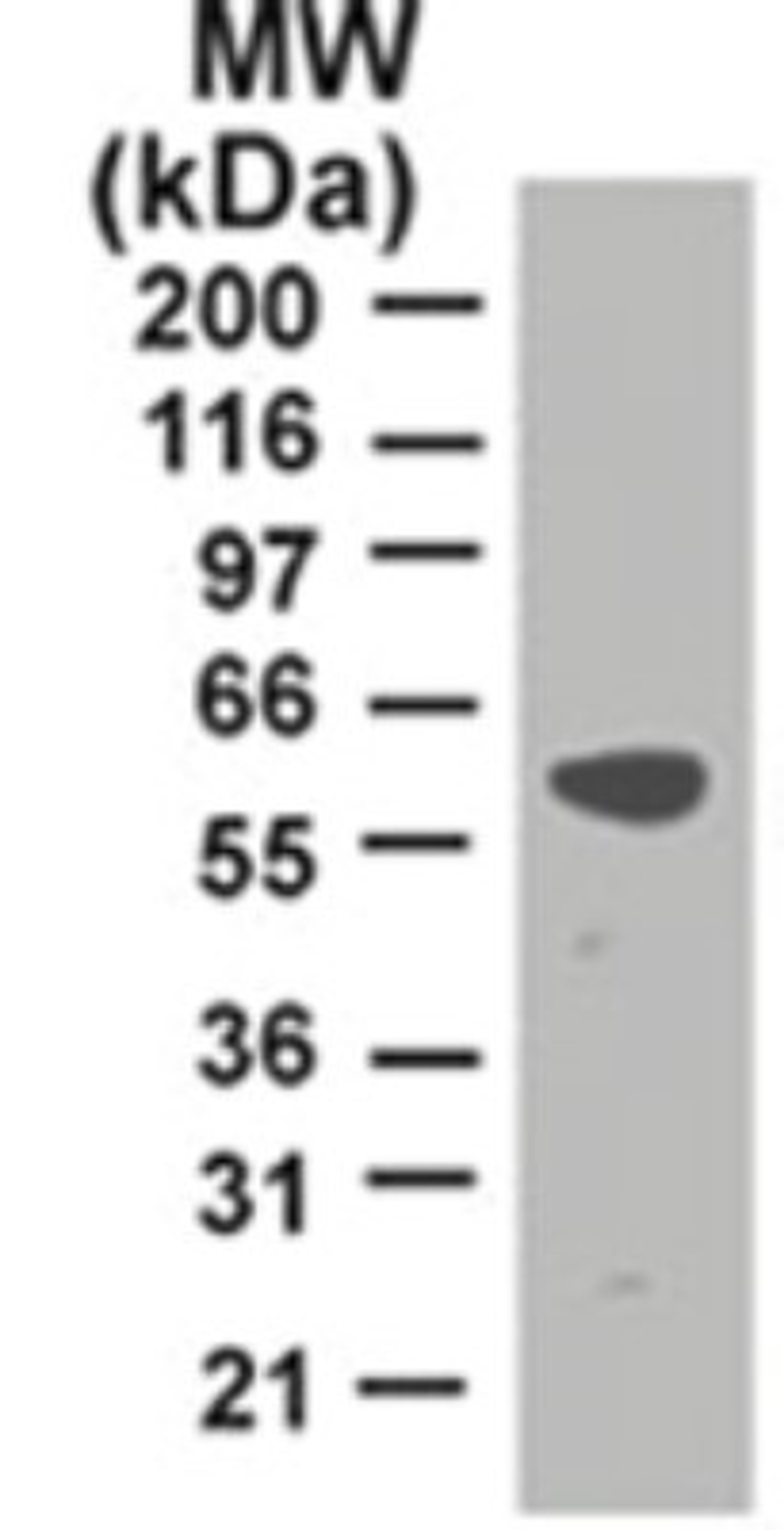 Western Blot: TRAF2 Antibody (33A1293) [NB100-56715] - analysis of TRAF2 in HeLa lysate using TRAF2 antibody at 2 ug/ml.