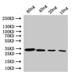 Western Blot. Positive WB detected in: recombinant protein. All lanes:Diphtheria toxin Antibody at 1:1000. Secondary. Goat polyclonal to rabbit IgG at 1/20000 dilution. Predicted band size: 28.6 kDa. Observed band size: 31 kDa. 