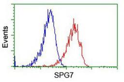 Flow Cytometry: SPG7 Antibody (1C1) [NBP2-01860] - Analysis of Hela cells, using anti-SPG7 antibody, (Red), compared to a nonspecific negative control antibody (Blue).