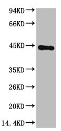 Western blot analysis of Hela, diluted at 1:3000.