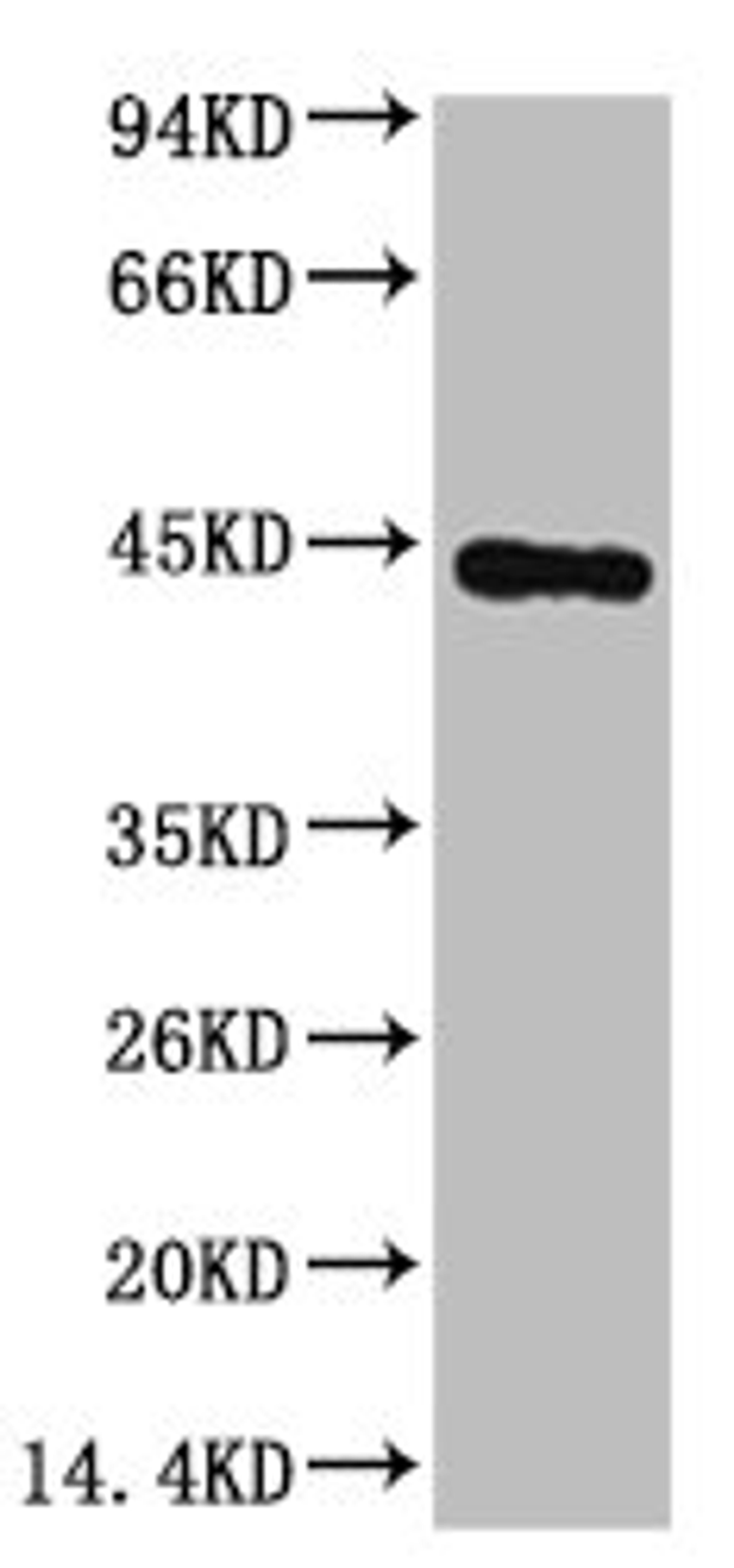 Western blot analysis of Hela, diluted at 1:3000.