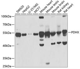 Western blot - PDHX antibody (A6426)