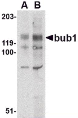 Western blot analysis of bub1 in A-20 lysate with bub1 antibody at (A) 2 and (B) 4 &#956;g/mL.