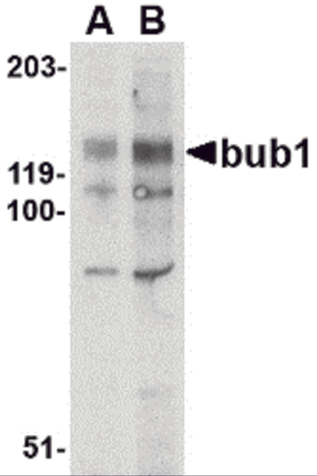 Western blot analysis of bub1 in A-20 lysate with bub1 antibody at (A) 2 and (B) 4 μg/mL.