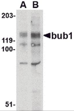 Western blot analysis of bub1 in A-20 lysate with bub1 antibody at (A) 2 and (B) 4 μg/mL.