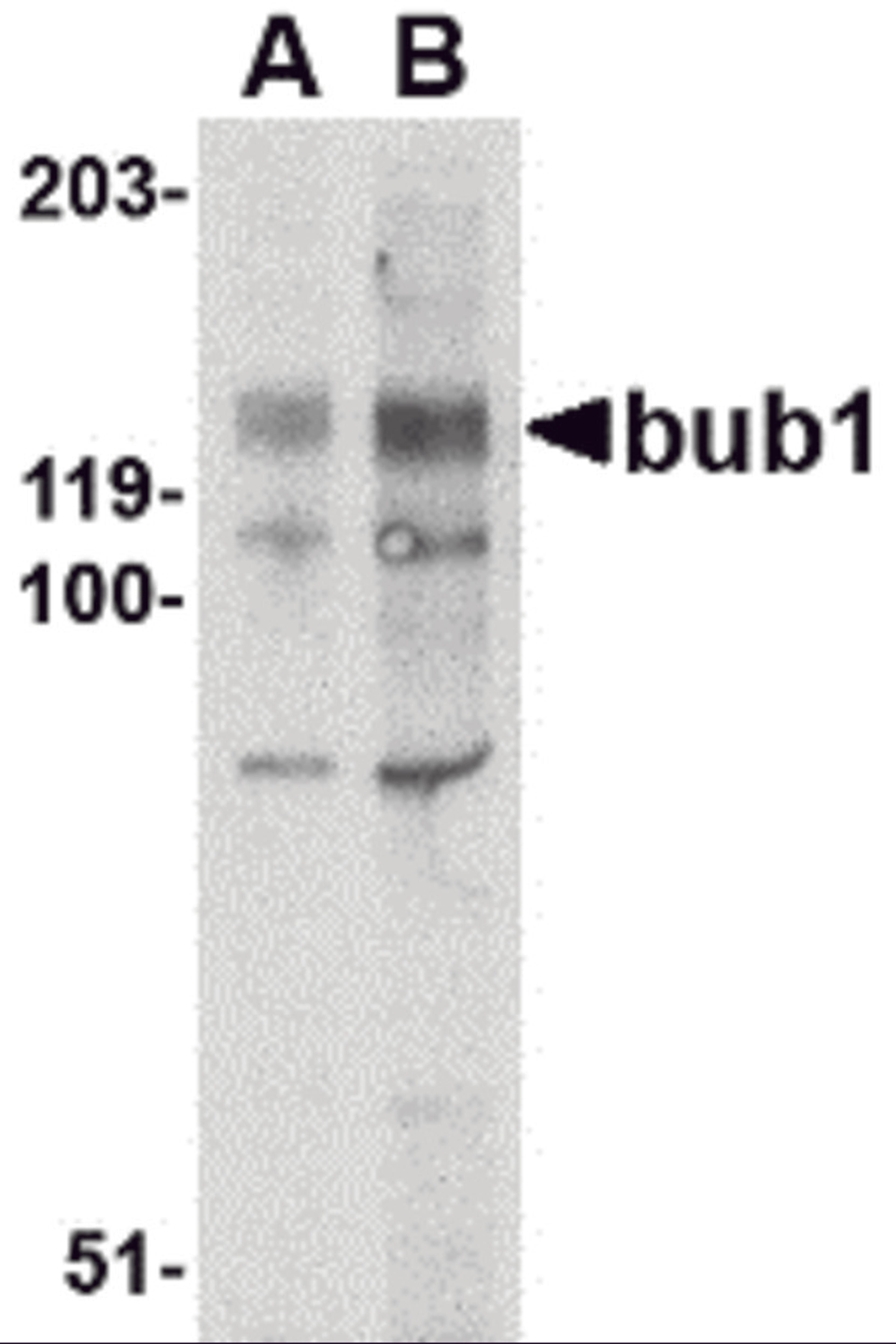 Western blot analysis of bub1 in A-20 lysate with bub1 antibody at (A) 2 and (B) 4 μg/mL.