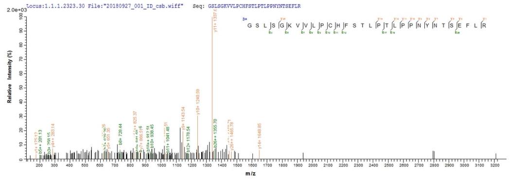 Based on the SEQUEST from database of E.coli host and target protein, the LC-MS/MS Analysis result of CSB-EP720284MO could indicate that this peptide derived from E.coli-expressed Mus musculus (Mouse) Vcan.