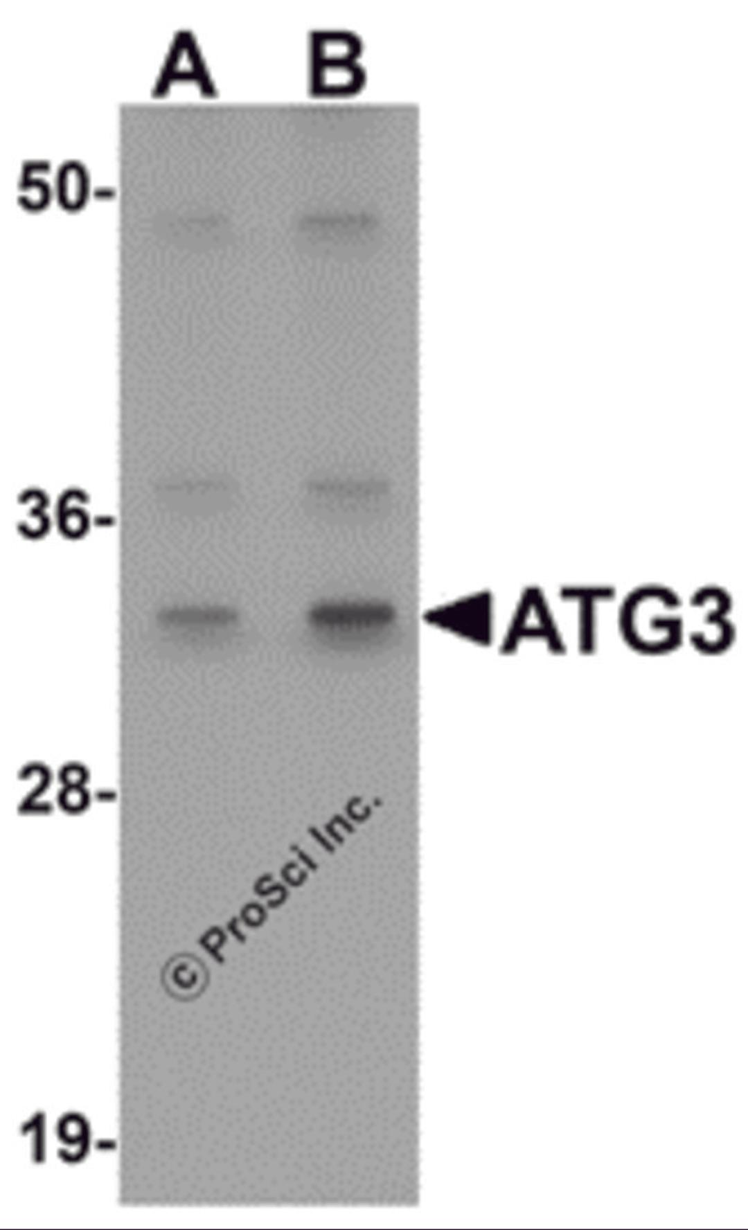 Western blot analysis of ATG3 in Mouse kidney tissue Lysate with ATG3 antibody at (A) 1 and (B) 2 μg/mL.