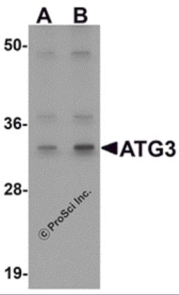 Western blot analysis of ATG3 in Mouse kidney tissue Lysate with ATG3 antibody at (A) 1 and (B) 2 μg/mL.