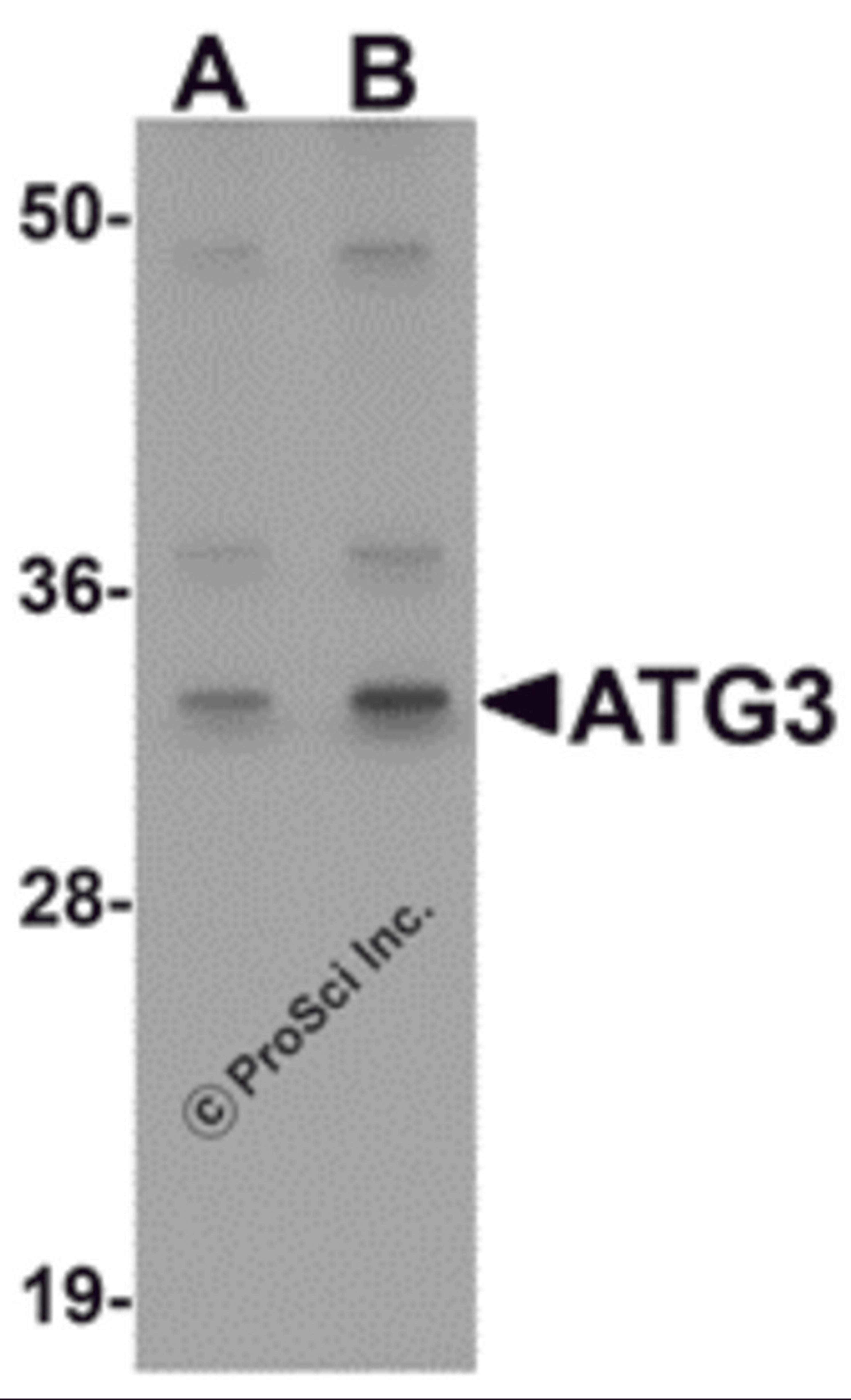 Western blot analysis of ATG3 in Mouse kidney tissue Lysate with ATG3 antibody at (A) 1 and (B) 2 μg/mL.