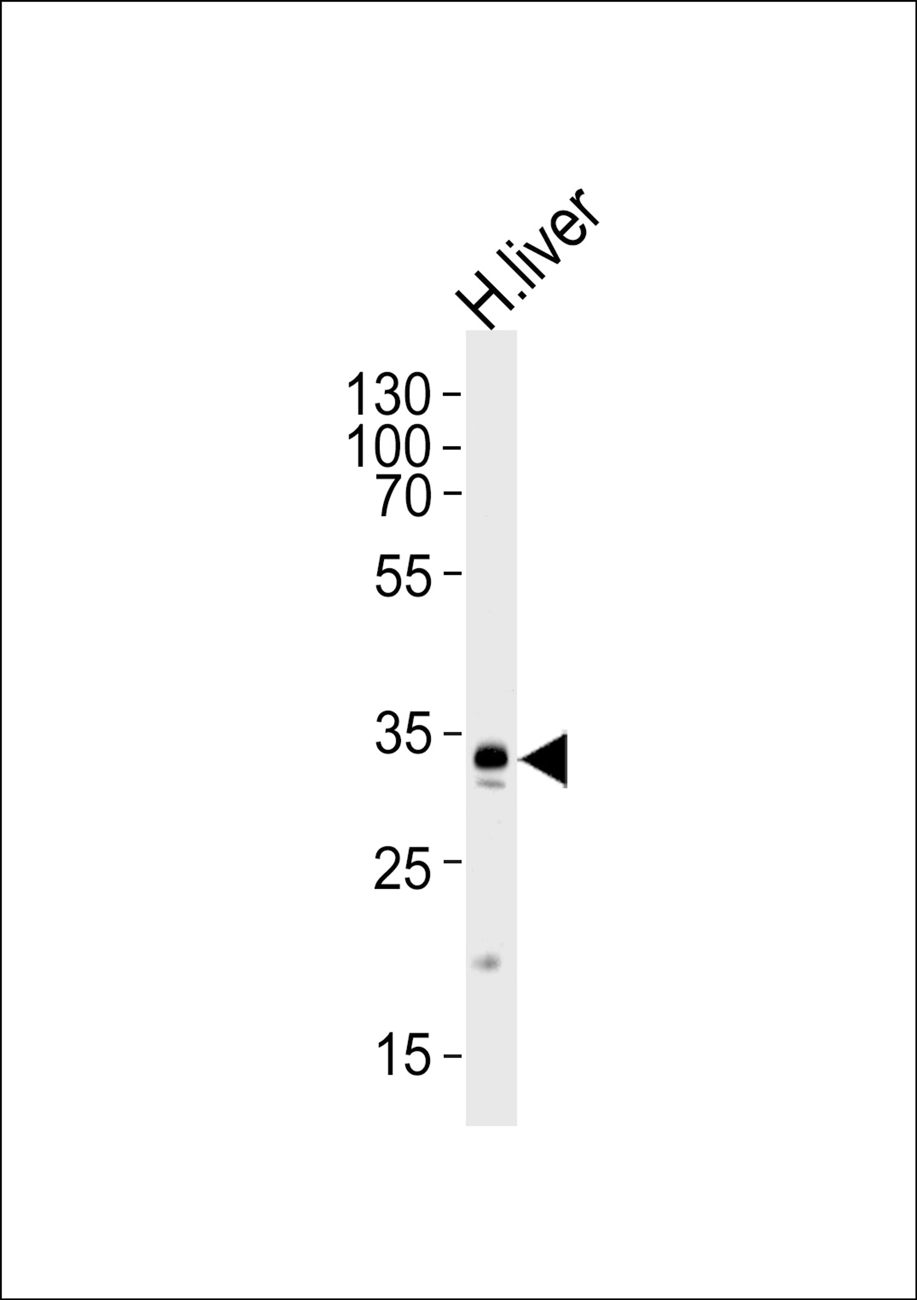 Western blot analysis of lysate from human liver tissue lysate, using GPD1 Antibody at 1:1000 at each lane.