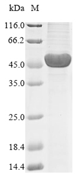 (Tris-Glycine gel) Discontinuous SDS-PAGE (reduced) with 5% enrichment gel and 15% separation gel.