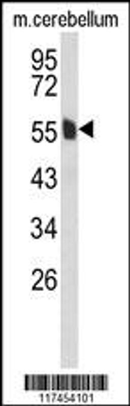 Western blot analysis of MPP6 Antibody in mouse cerebellum tissue lysates (35ug/lane)