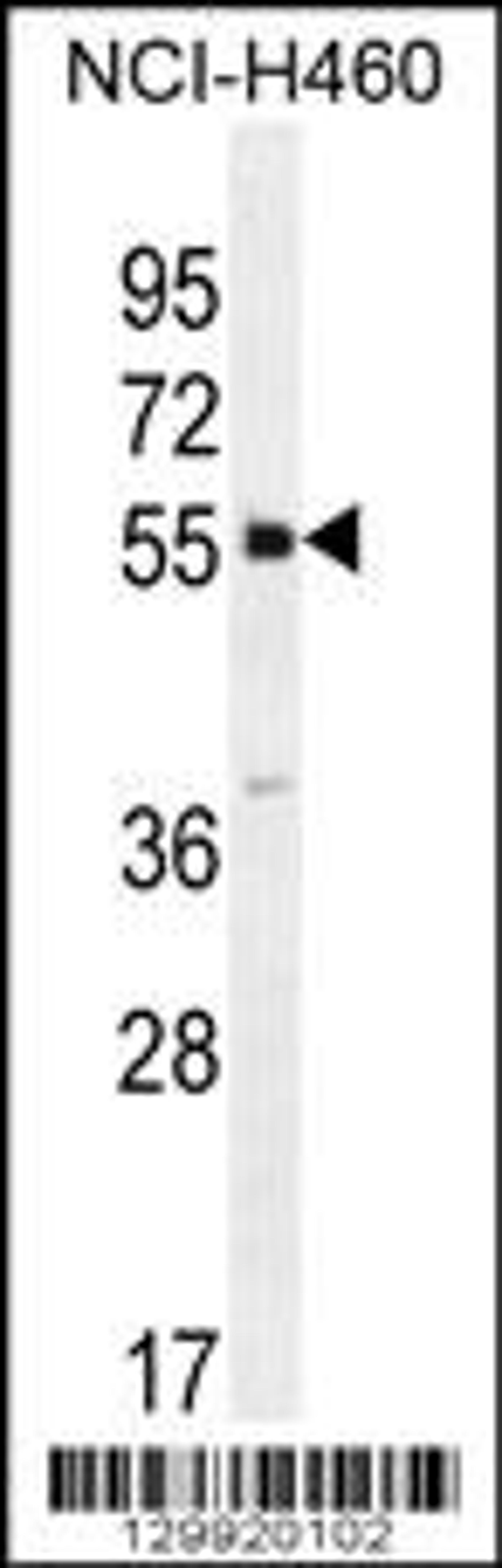 Western blot analysis in NCI-H460 cell line lysates (35ug/lane).