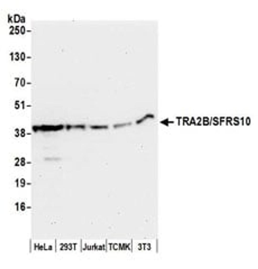 Detection of human and mouse TRA2B/SFRS10 by western blot.