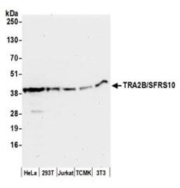 Detection of human and mouse TRA2B/SFRS10 by western blot.