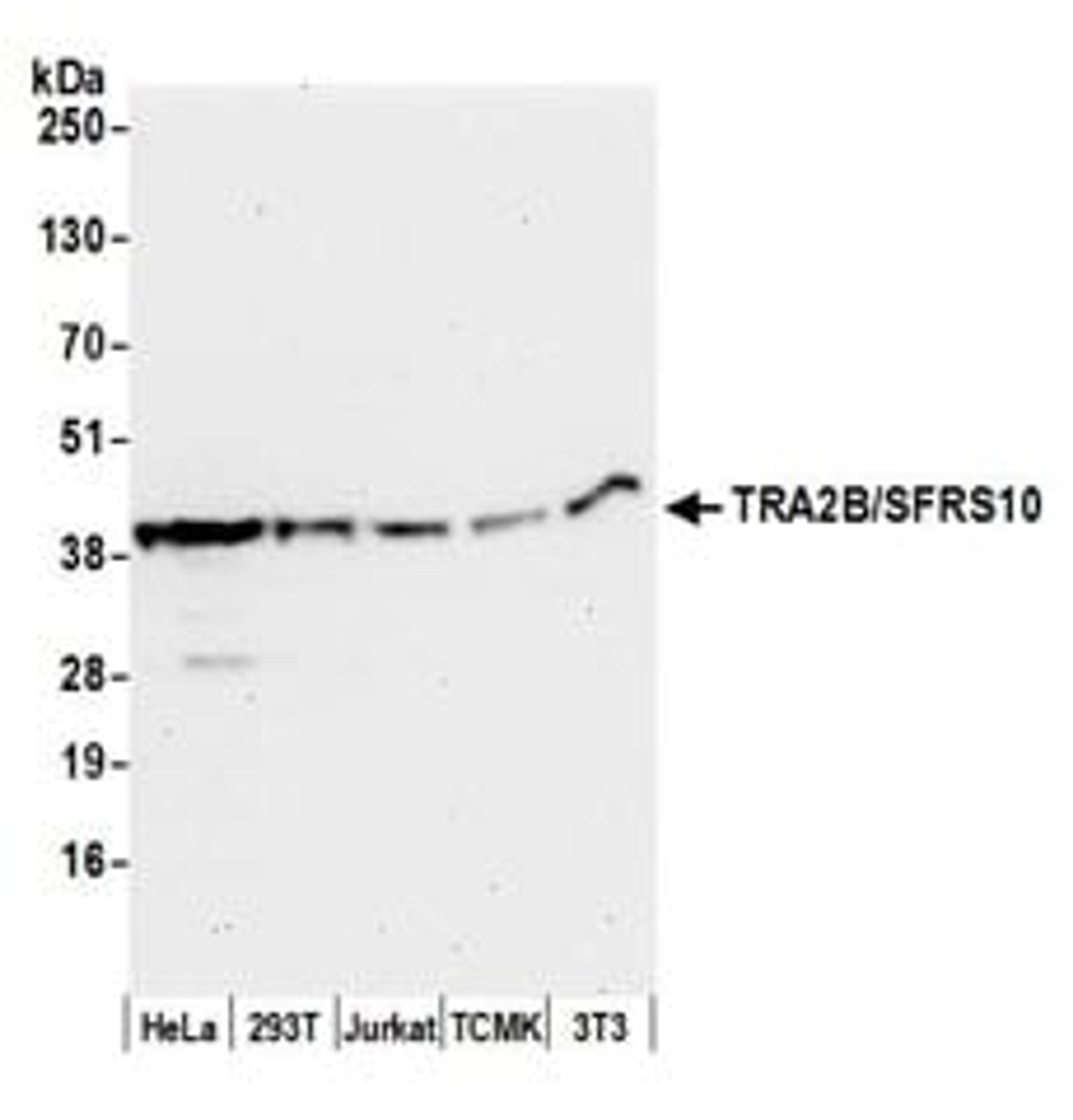 Detection of human and mouse TRA2B/SFRS10 by western blot.