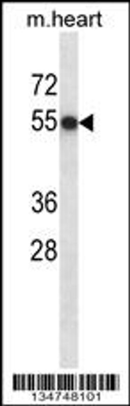 Western blot analysis in mouse heart tissue lysates (35ug/lane).