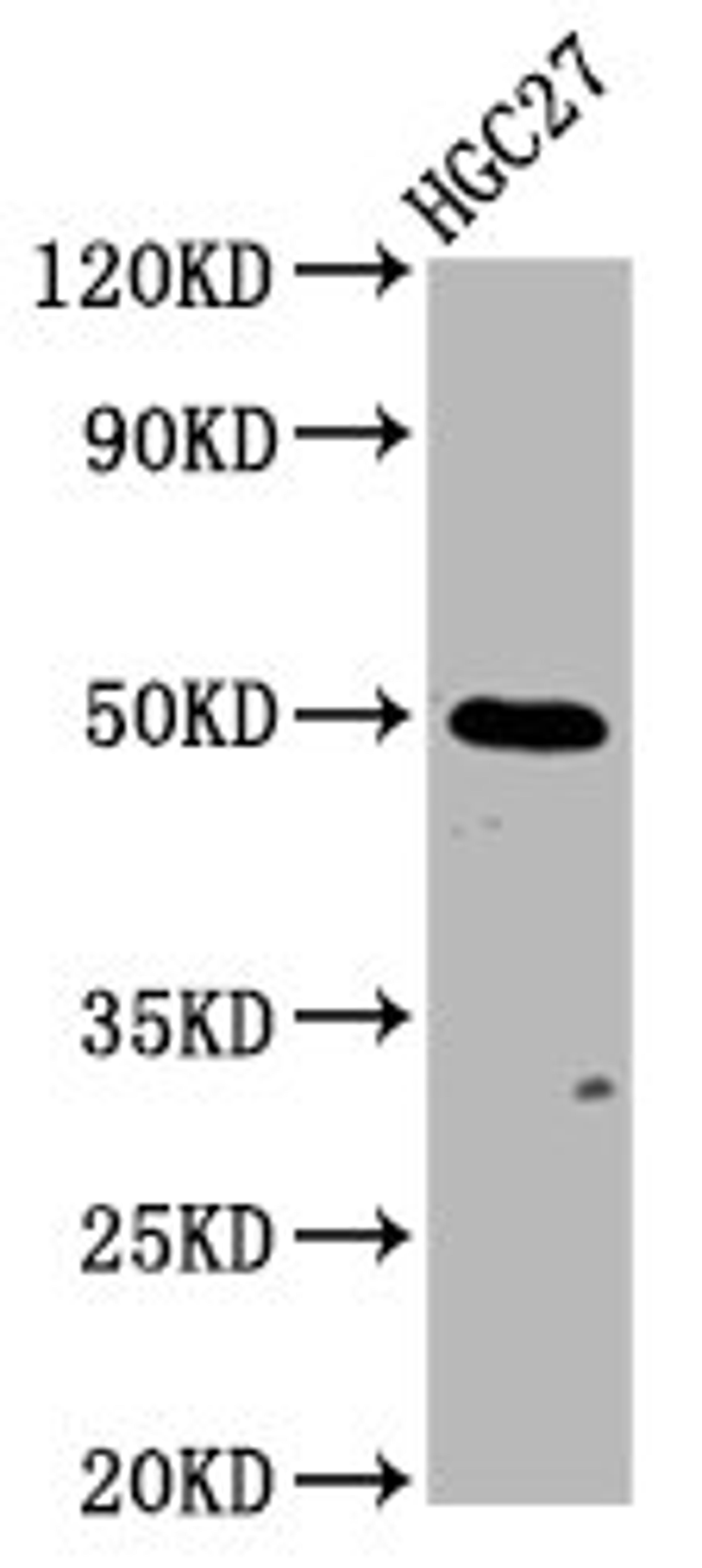 Western Blot. Positive WB detected in: HGC27 whole cell lysate. All lanes: GSDMA antibody at 3.85µg/ml. Secondary. Goat polyclonal to rabbit IgG at 1/50000 dilution. Predicted band size: 50 kDa. Observed band size: 50 kDa
