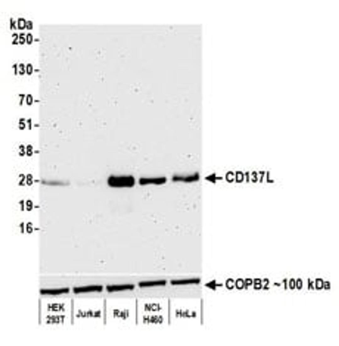 Detection of human 4-1BBL/CD137L/TNFSF9 by western blot.