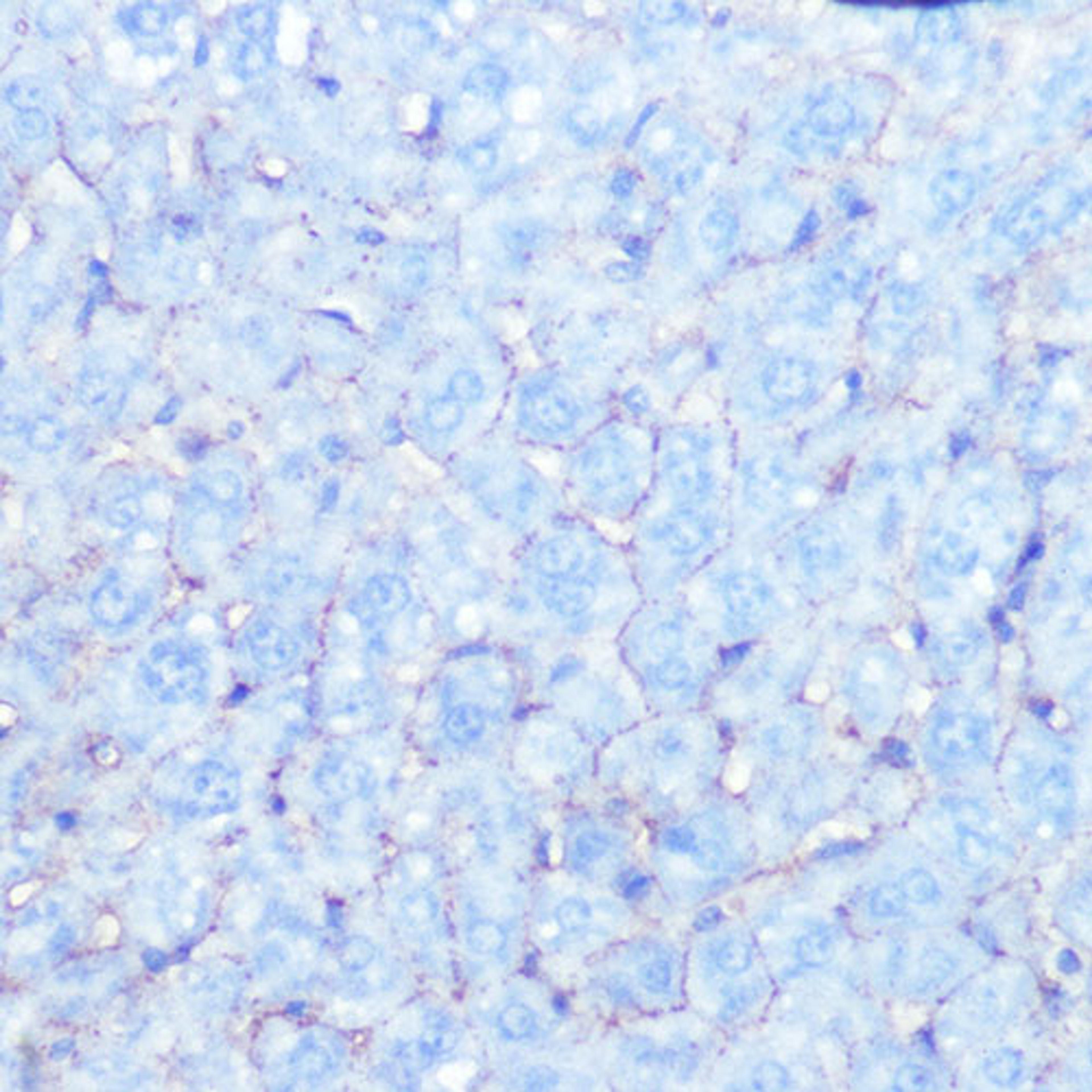 Immunohistochemistry  - Na+/K+-ATPase Rabbit mAb (A11683)