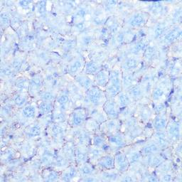 Immunohistochemistry - Na+/K+-ATPase Rabbit mAb (A11683)