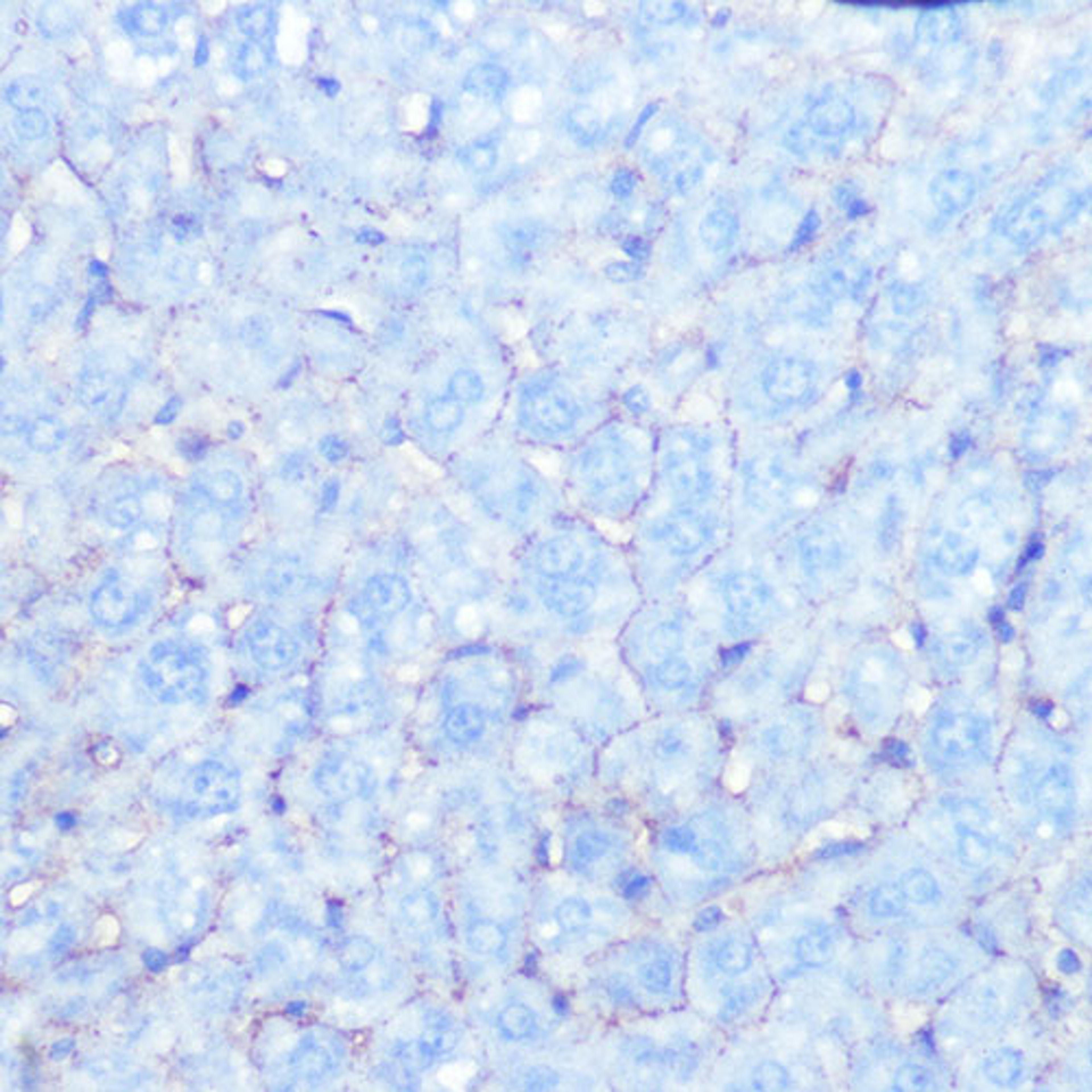 Immunohistochemistry - Na+/K+-ATPase Rabbit mAb (A11683)
