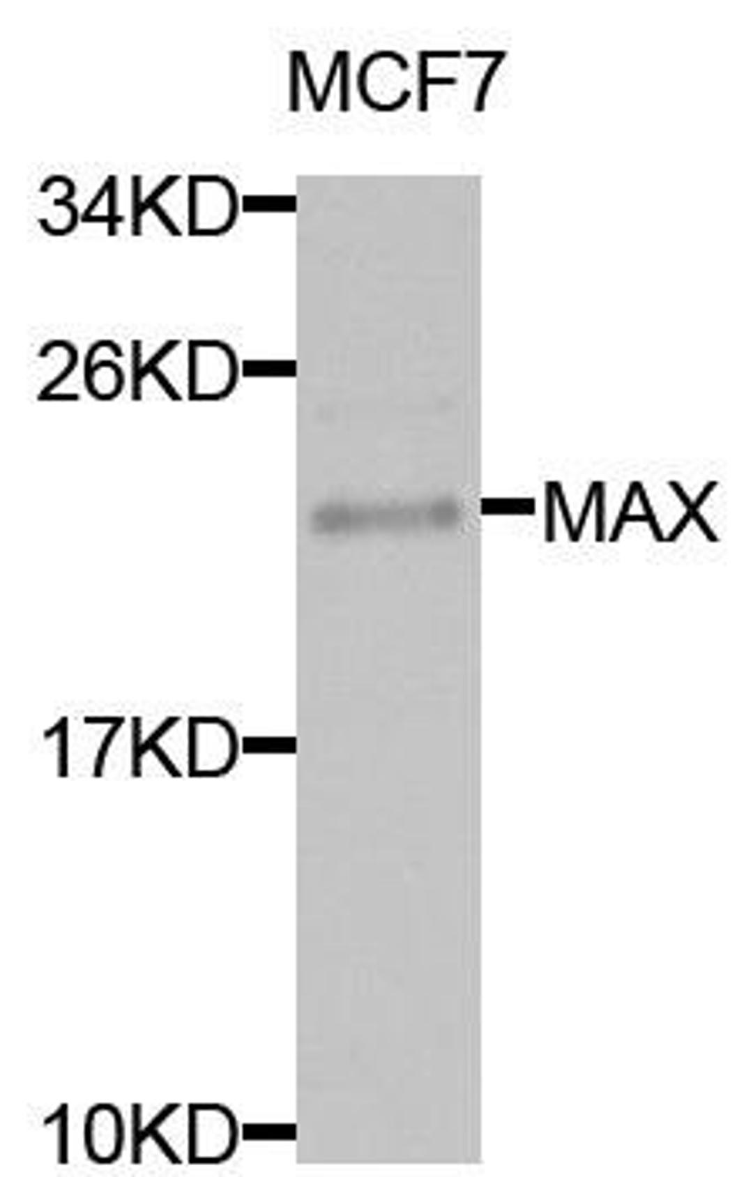 Western blot analysis of extracts of MCF7 cells using MAX antibody