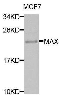 Western blot analysis of extracts of MCF7 cells using MAX antibody