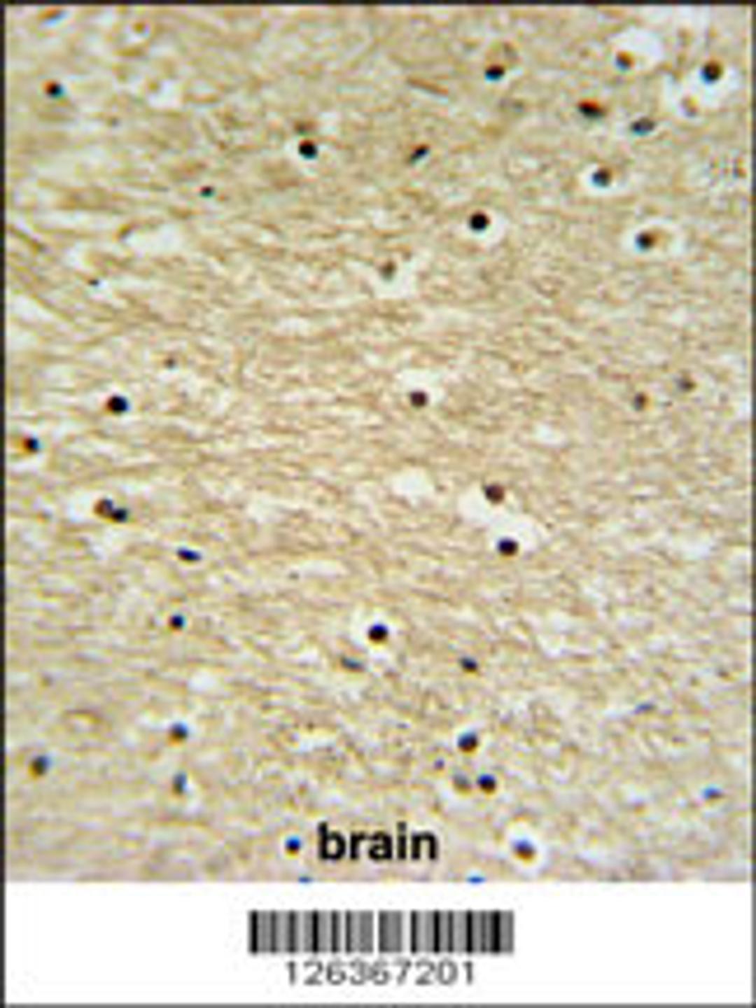 K0415 Antibody IHC analysis in formalin fixed and paraffin embedded human brain tissue followed by peroxidase conjugation of the secondary antibody and DAB staining.