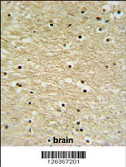 K0415 Antibody IHC analysis in formalin fixed and paraffin embedded human brain tissue followed by peroxidase conjugation of the secondary antibody and DAB staining.