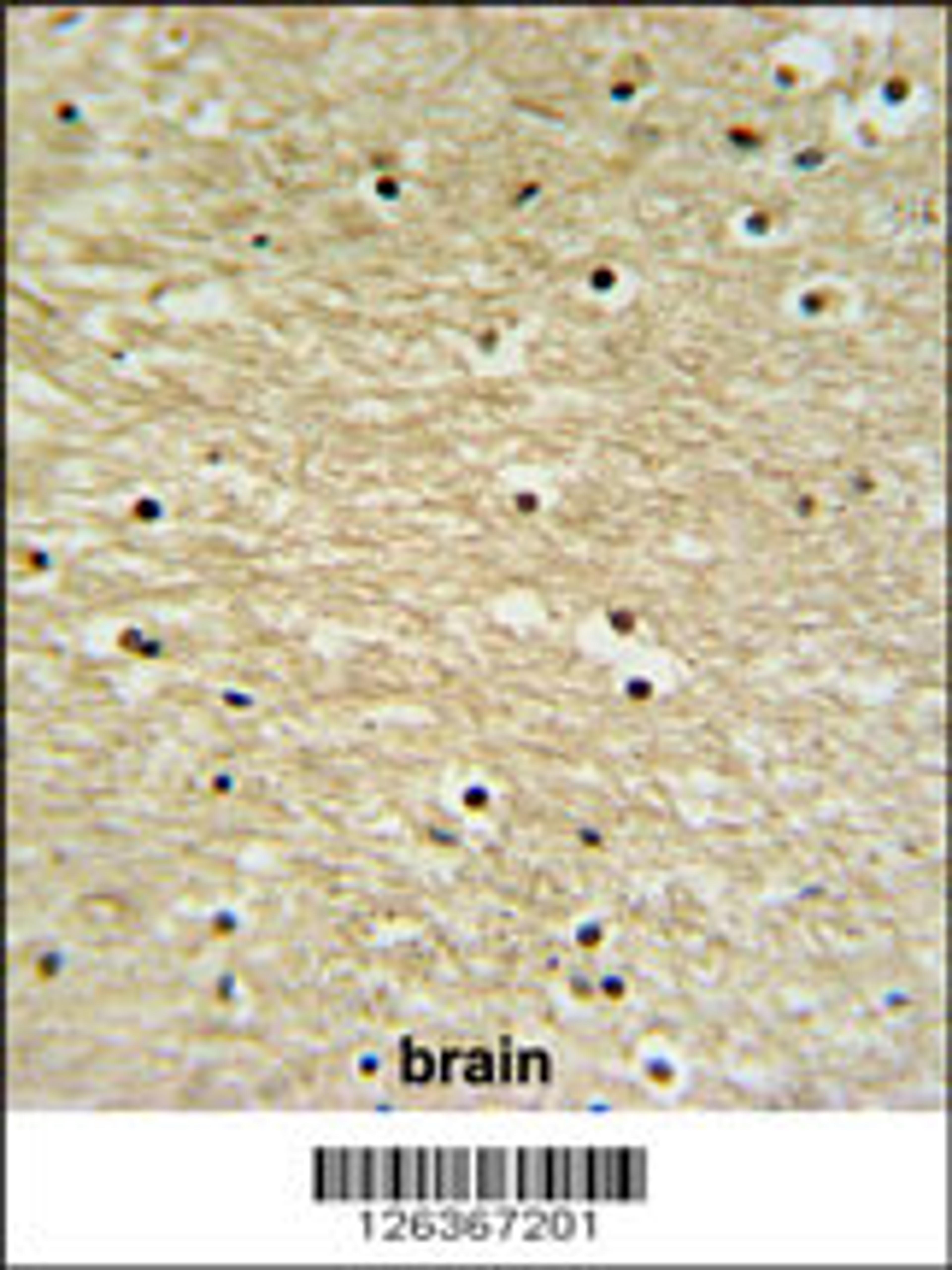 K0415 Antibody IHC analysis in formalin fixed and paraffin embedded human brain tissue followed by peroxidase conjugation of the secondary antibody and DAB staining.