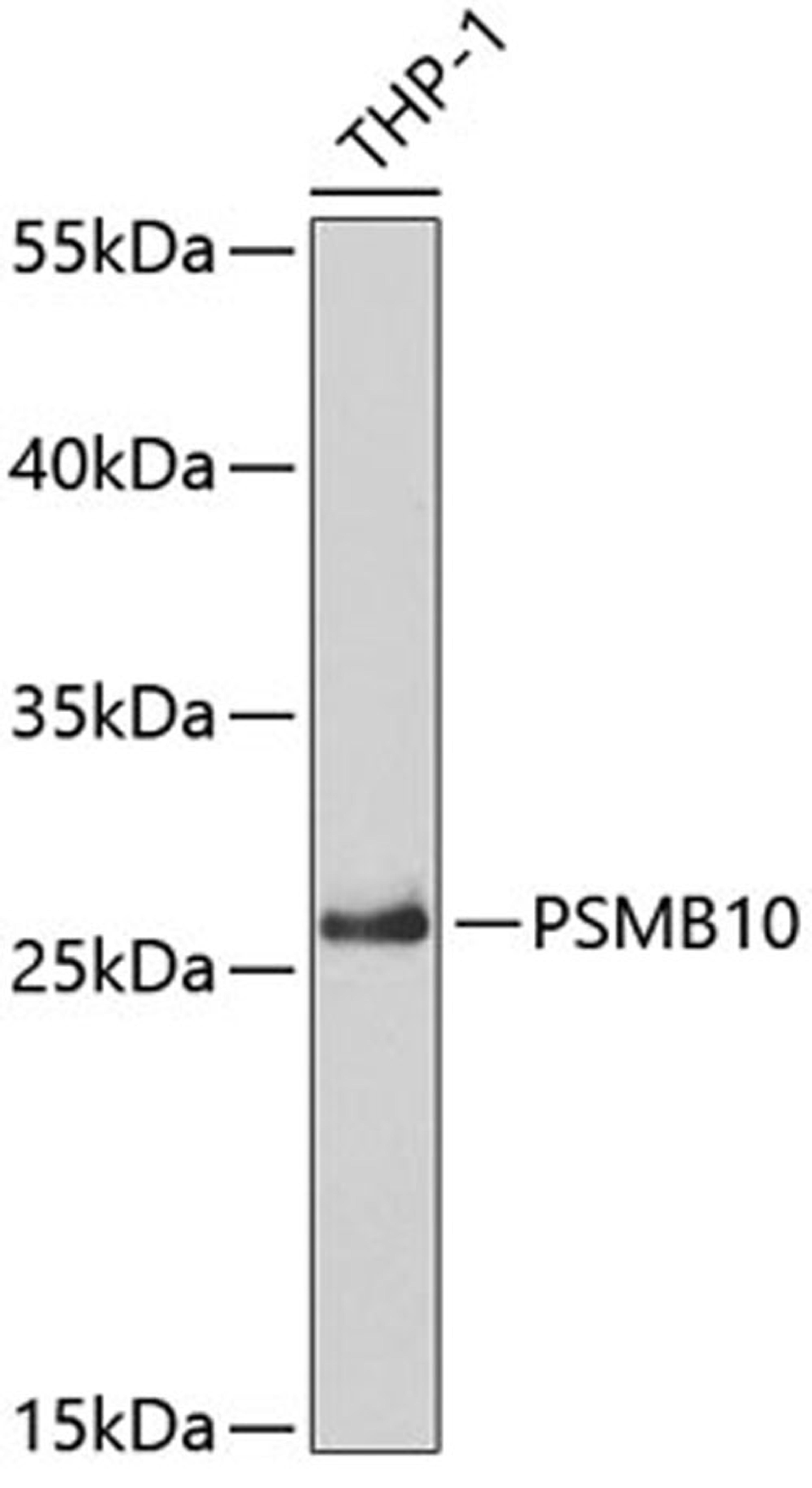 Western blot - PSMB10 antibody (A5452)