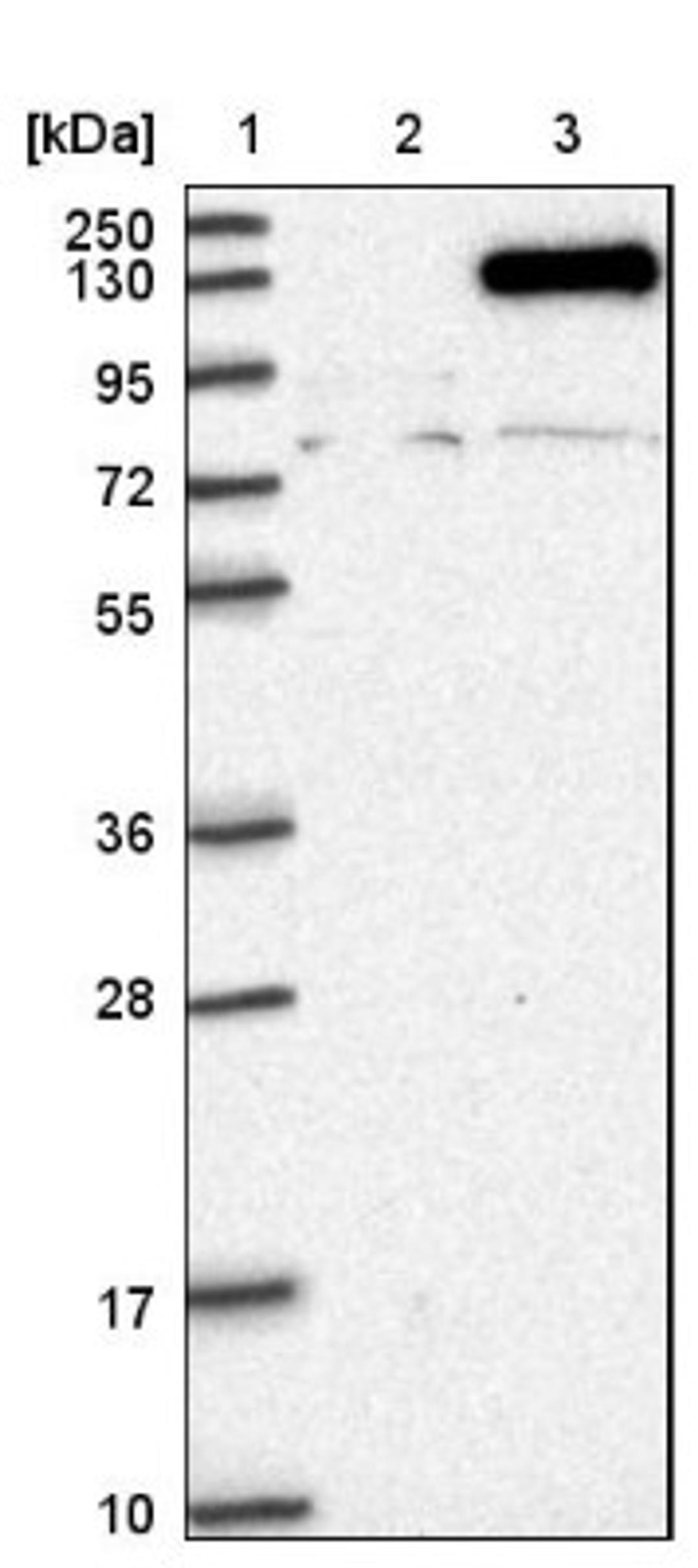 Western Blot: NCKAP1 Antibody [NBP1-83269] - Lane 1: Marker [kDa] 250, 130, 95, 72, 55, 36, 28, 17, 10<br/>Lane 2: Negative control (vector only transfected HEK293T lysate)<br/>Lane 3: Over-expression lysate (Co-expressed with a C-terminal myc-DDK tag (~3.1 kDa) in mammalian HEK293T cells, LY415547)